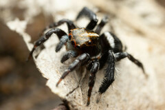Saitis virgatus