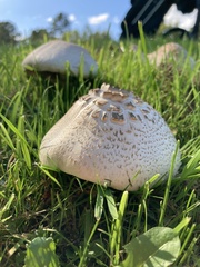 Chlorophyllum