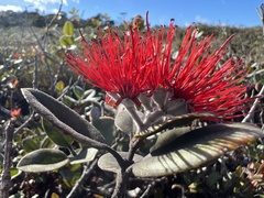 Metrosideros polymorpha pumila