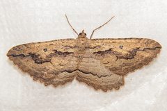 Austrocidaria gobiata