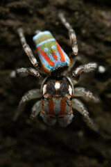 Maratus volans