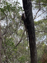 Chlamydosaurus kingii