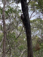 Chlamydosaurus kingii