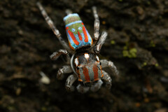 Maratus volans