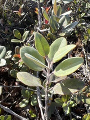 Metrosideros polymorpha pumila