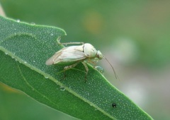 Lygus gemellatus