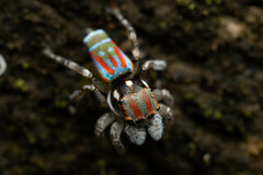 Maratus volans