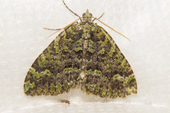 Austrocidaria callichlora