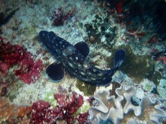Epinephelus coeruleopunctatus