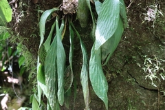 Antrophyum formosanum