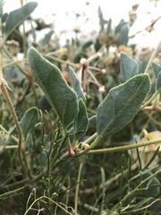 Tripterocalyx carneus