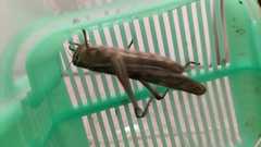 Patanga japonica