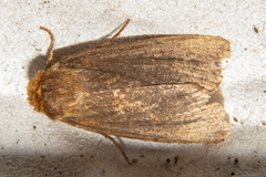 Bityla defigurata