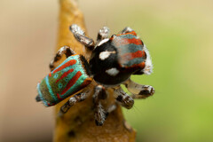 Maratus volans