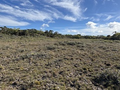 Metrosideros polymorpha pumila