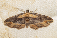 Chloroclystis filata