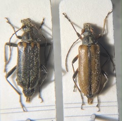 Cortodera humeralis