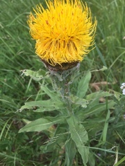Centaurea macrocephala