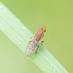 Heleomyzidae