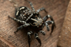 Saitis virgatus