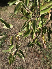Ficus carica