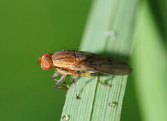 Heleomyzidae