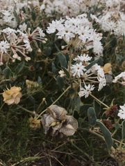 Tripterocalyx carneus