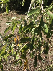 Ficus carica