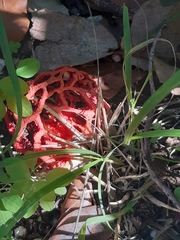 Clathrus ruber