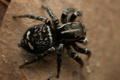 Saitis virgatus