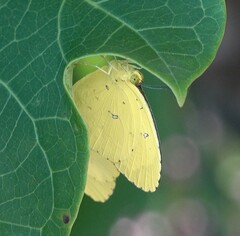 Eurema floricola