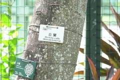 Magnolia × alba