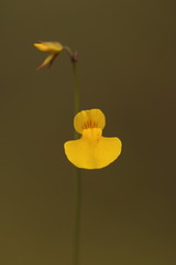 Utricularia recta