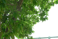 Magnolia × alba