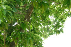 Magnolia × alba