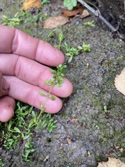 Callitriche palustris