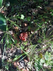 Clathrus ruber