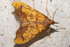 Deana hybreasalis