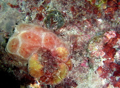 Aplidium clivosum