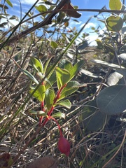 Vaccinium dentatum
