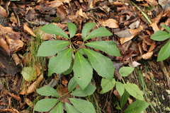 Helleborus niger