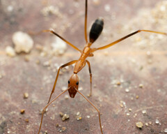 Leptomyrmex rufipes