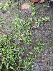 Callitriche palustris