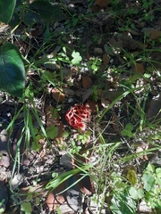 Clathrus ruber