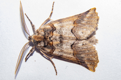 Declana junctilinea