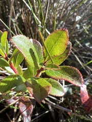 Vaccinium dentatum