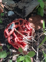 Clathrus ruber