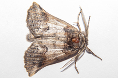 Declana junctilinea