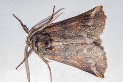 Declana junctilinea