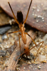 Leptomyrmex rufipes